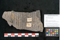 Foto (Objekt + Etikett) von Sigillaria ornata Brongniart (NHMW-GEO-2024-0188-11078)